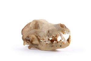 Image description is not available for 1997.1.40